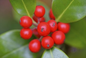 European holly (Ilex aquifolium), branch with red fruits, Moselle, Rhineland-Palatinate, Germany,