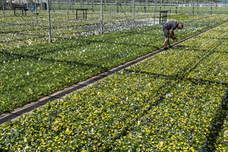 Horticultural business, greenhouse, various types of potted plants are grown here to be sold in