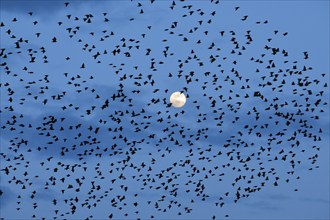 Flock of starlings in flight in front of full moon, Switzerland, Europe