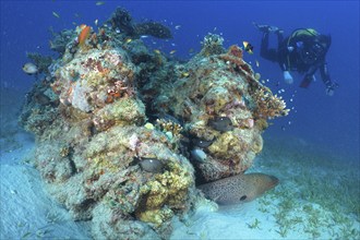 Diver looking at coral block with giant moray (Gymnothorax javanicus), dive site House Reef,