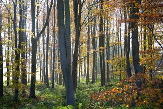 Autumn woodland scene of deciduous trees with orange brown leaves, near Sandy Lane, Wiltshire,