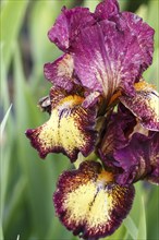 Beautiful multicolored iris flower bloom in the garden. Close up, fragility and summer concept