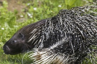 Crested porcupine (Hystrix cristata) close up of quills, native to Italy, North Africa and