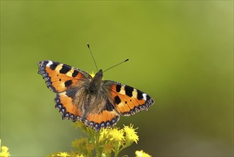 Small tortoiseshell (Aglais urticae), on a goldenrod (Solidago) flower, Wilden, North