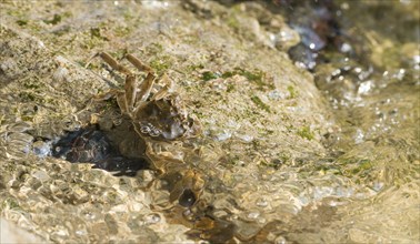 Chinese mitten crab (Eriocheir sinensis), invasive species, neozoon, crab, juvenile clings to the