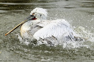 Dalmatian pelican (Pelecanus crispus), bathing, France, Europe