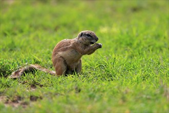 Cape ground squirrel (Xerus inauris), adult, alert, feeding, Mountain Zebra National Park, Eastern