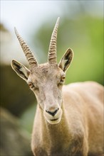 Alpine ibex (Capra ibex) female, portrait, wildlife Park Aurach near Kitzbuehl, Austria, Europe