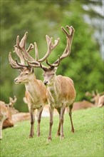 Red deer (Cervus elaphus) stag walking on a meadow in the mountains in tirol, Kitzbühel, Wildpark