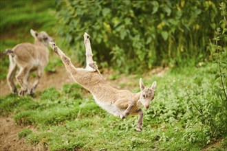 Alpine ibex (Capra ibex) youngster jumging in the air on a meadow, playing, wildlife Park Aurach