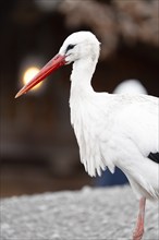 A white stork with a red beak stands upright and looks ahead, Germany, Europe