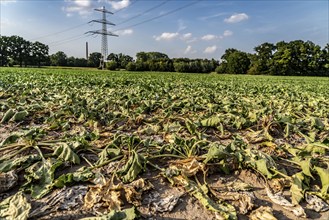 Field with withered plants, sugar beet that did not survive the long drought, low rainfall summer