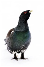 Black grouse, cockerel, winter, (Tetrao tetrix), Bavarian Forest, Bavaria, Federal Republic of