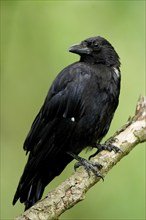 Corvus corone corone