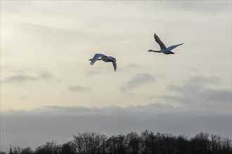 Flying swans (Cygnus), Goldhöft, Geltinger Birk, Gelting, Schleswig-Holstein, Germany, Europe