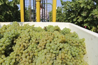 Grape grape harvest: Manual harvest of Chardonnay grapes in a vineyard in the Palatinate