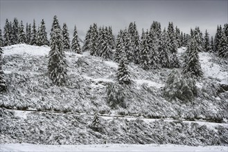 Dreary landscape with fir trees, snow, winter, winter landscape, weather, dreary, dreariness