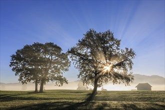 Silhouette of trees in the fog and morning light, sunbeams, mountain landscape, Loisach-Lake Kochel