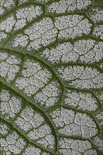 Caucasian forget-me-not (Brunnera macrophylla Jack Frost), leaf pattern, Emsland, Lower Saxony,