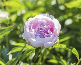 Pink peony flower in a botanical garden