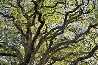 Deciduous tree, locusts (Robinia), view into the gnarled tree crown, North Rhine-Westphalia,