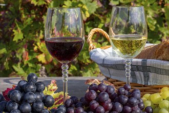 Symbolic image: Ripe grapes decorated with wine glasses on a wooden table