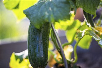 Close-up of a ripe cucumber in the garden bed