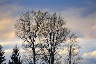 Silhouette of treetops against an atmospheric evening sky, Switzerland, Europe