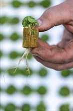 Agriculture, herb gardening, basil young plants, in pressed pots, with growing soil and nutrients,