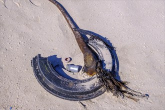 Litter and washed up kelp on the beach, marine litter, Platboom Beach, Cape Point, Cape of Good