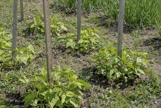 Young runner bean plants in a vegetable patch, Alsace, France, Europe