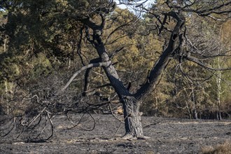 Consequences of a forest fire in the German-Dutch border region near Niederkrüchten-Elmpt, in the