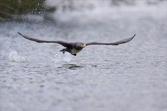 Great cormorant (Phalacrocorax carbo) in flight, Lower Saxony, Germany, Europe