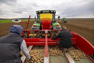 Early potatoes are laid in the soil of the field with a planting machine, tractor with roundabout