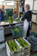 Asparagus farm, green asparagus is washed, cut and sorted by quality, weighed, portioned and