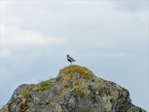 European golden plover (Pluvialis apricaria), nature photograph, Tynset, Innlandet, Norway, Europe