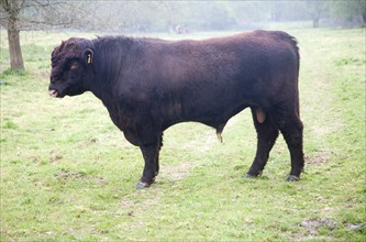 Red poll bull standing in a field near Sudbourne, Suffolk, England, UK