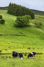 Cows and Farms in Yorkshire Dales National Park, North Yorkshire, England, United Kingdom, Europe