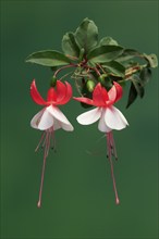 Fuchsias (Fuchsia), flowering, flower, Ellerstadt, Germany, Europe