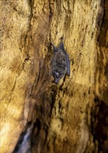 Bat hanging inside a hollow tree, tropical rainforest, Corcovado National Park, Osa Peninsula,