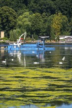 Mowing boat Nimmersatt, of the Ruhrverband, tries to keep the green plant carpet on the Lake