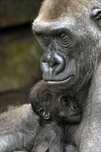 Female gorilla keeps her baby safe