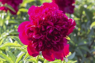 Pink peony flower in a botanical garden