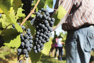 Grape grape harvest: Hand-picking Pinot Noir grapes in a vineyard in the Palatinate