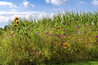 Flower strips on a maize field, the various flowers and plants not only beautify the landscape,