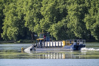 Mowing boat Nimmersatt, of the Ruhrverband, tries to keep the green plant carpet on the Lake