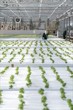 Agriculture, herb nursery, basil seedlings, growing in a greenhouse