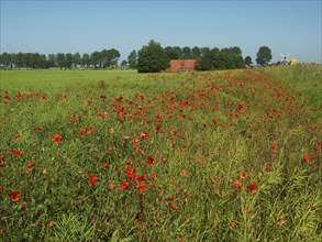 Poppy field with cornflowers, near Caroliensiel, East Frisia, Germany, Europe