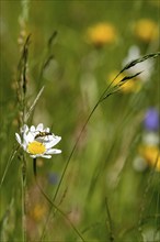 Flowering marguerite (Leucanthemum) with longhorned beetle, spotted longhorn (Rutpela maculata) in