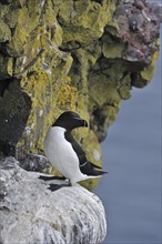 Razorbill (Alca torda) resting on ledge in cliff face at the Fowlsheugh RSPB reserve, Scotland, UK